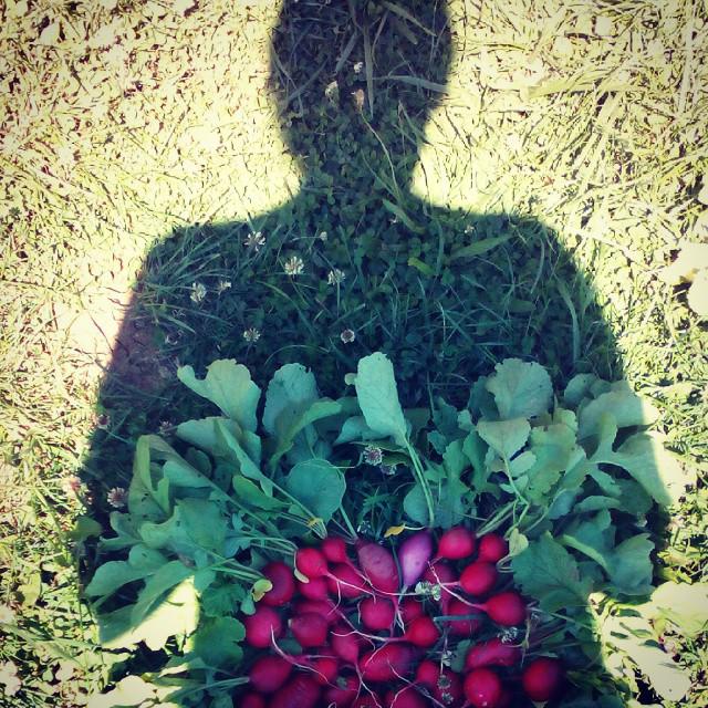 My shadow and the best vegetable crops from my garden... red radishes.