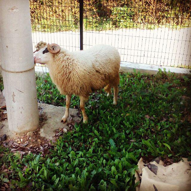 Eid Mubarek Olsun - this sheep will be our sacrificed animal for Eid